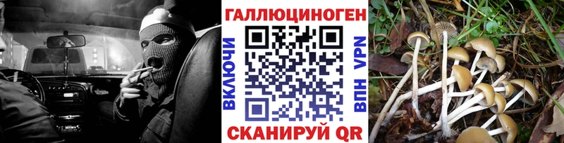 Псилоцибиновые грибы Psilocybe Жирновск